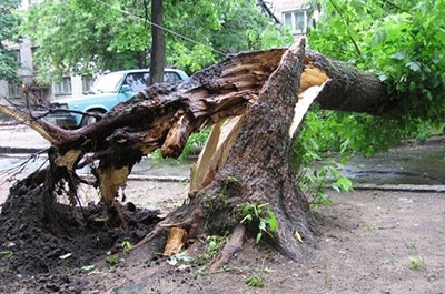 В Саратове тополь упал на жилой дом
