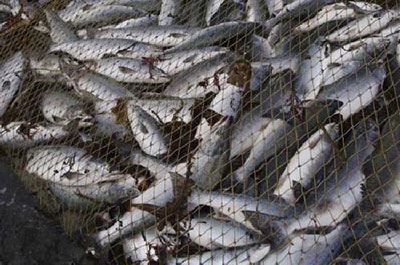 Росрыболовство назвало число браконьеров в поволжских регионах