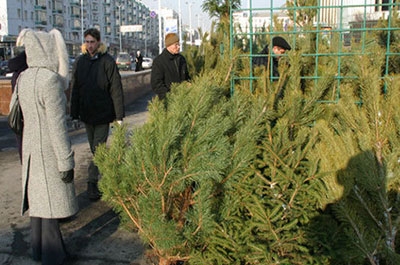 В Саратове из незаконной продажи изъято 110 елок