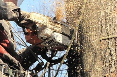 В этом году в Саратове спилят 250 деревьев
