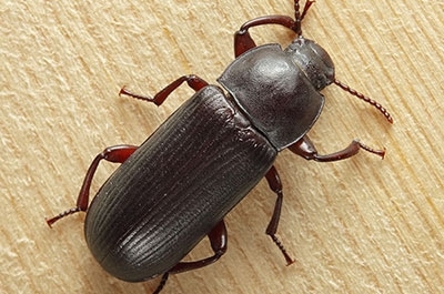 Ветеринары обнаружили мучного хрущака и долгоносика в пробах из Мордовии