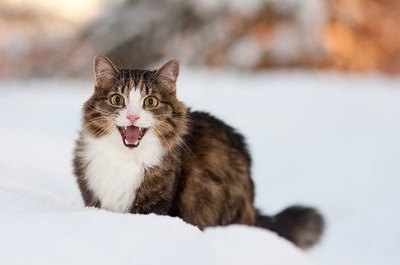 Синоптики обещают жителям Саратова облачный день и небольшой снег
