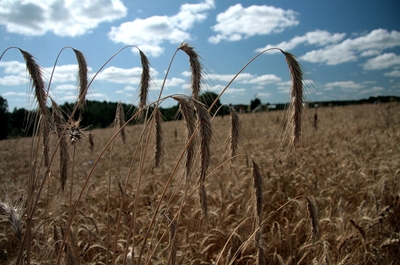 Предложено увеличить земельный налог в четыре раза