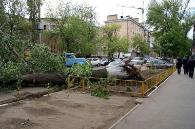 В Саратове дерево упало на женщину и ребенка