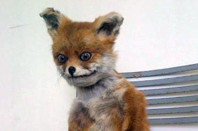 В поселке под Энгельсом застрелена бешеная лиса