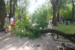 В Городском парке упавшее дерево едва не травмировало посетителей