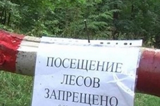 В регионе вводится запрет на посещение лесов