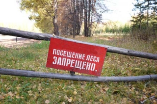 В регионе вводятся ограничения на посещение лесов