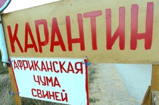 В Калининском районе ввели режим ЧС из-за чумы свиней