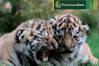 Россельхозбанк поддерживает программу защиты амурских тигров