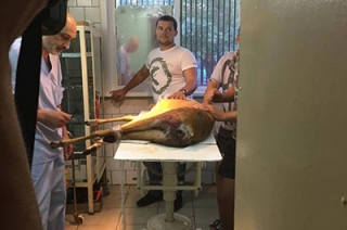 Спасенную косулю оперируют в ветеринарной клинике