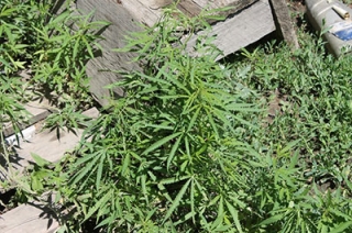 Саратовские полицейские сожгли более тридцати кустов конопли