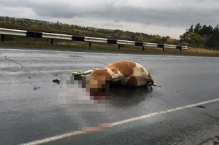 Водитель "Сузуки" задавил корову на трассе