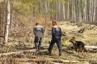 Осенью в лесах заблудились более 30 грибников. Советы спасателей