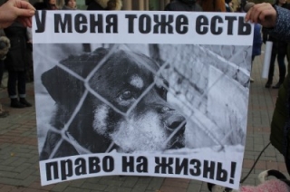 В центре Саратова зоозащитники требуют ужесточения наказания для живодеров