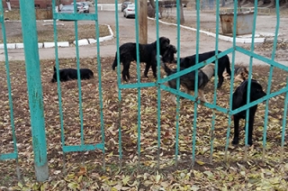 Саратовцы жалуются на беспризорных собак во дворе школы
