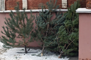 В выходные саратовцы смогут купить елки по социальным ценам