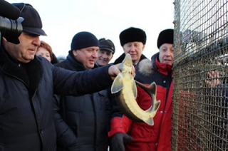 Губернатор познакомился с балаковской стерлядью