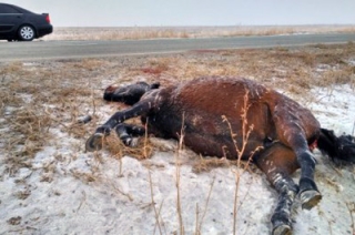 Саратовский водитель погиб в столкновении с табуном лошадей