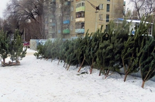 Саратовец не смог ответить за свой елочный базар