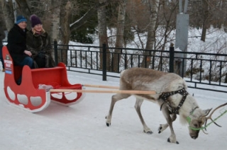 В Городском парке появились ледяная крепость и олениха Комета