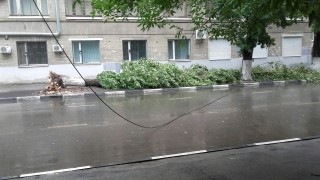 Шквалистый ветер повалил ночью в Саратове 13 ветхих деревьев