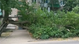 Рухнувшее дерево перекрыло выход из подъезда пятиэтажки
