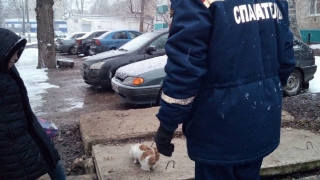 Спасатели вытащили кота из колодца