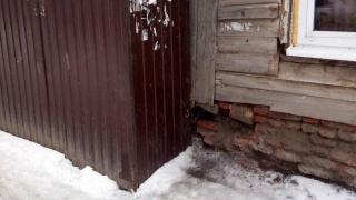 Жительнице Саратова разрушили фундамент дома и подбросили щенка