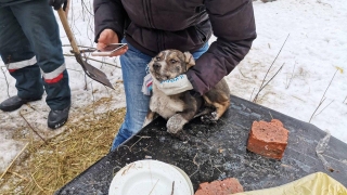 В Саратове на помощь щенку пришли спасатели с гидравлическим инструментом