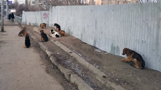 По улицам Саратова гуляют 4,5 тысячи бездомных собак