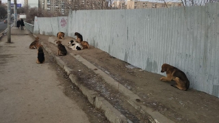 За месяц больше 600 саратовцев пострадали от нападений животных
