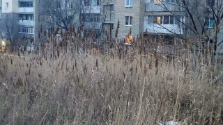 В Елшанке жителей дома с детской поликлиникой страшат пожары в камышах