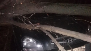 Иномарка на Беговой стала "жертвой" упавшего дерева
