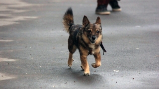 В пятницу, 13-го, саратовцев ждет небольшой дождь