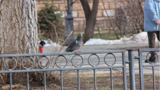 Саратовцев ждут воскресные +15° без дождя