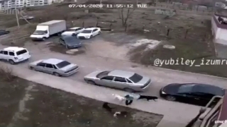 Жителей Юбилейного терроризируют бродячие собаки