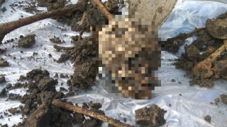 Саратовцы вскапывали грядки у дома и нашли человеческие кости