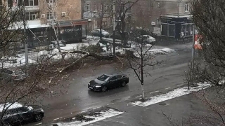 Рухнувшее в центре Саратова дерево остановило движение троллейбусов