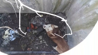 В Заводском районе спасатели не оставили собаку на "самоизоляции"