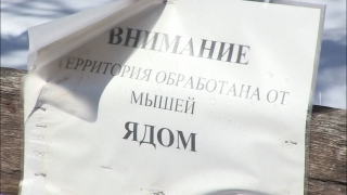 Видеосюжет. Коронавирус и другие: какие опасности подстерегают саратовцев?