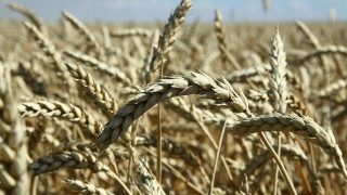 Губер сможет получить господдержку на производство экопродукции
