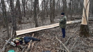 Во время спила сухостоя мужчину убило упавшее дерево