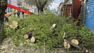 Гражданин с помощью авто блокировал вырубку деревьев в центре Саратова