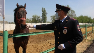 Полицейские Саратова высадили для своих лошадей 40 яблонь