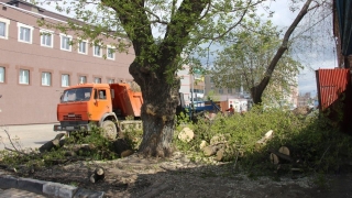 Прокуратура указала Михаилу Исаеву на нарушения законов при спиле деревьев