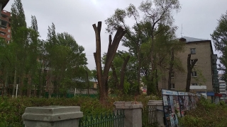 В сквере на Ильинской площади Саратова начался массовый спил деревьев