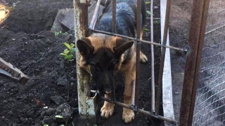 Саратовские спасатели помогли щенку вернуть свободу