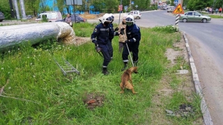 Спасатели вытащили собаку из колодца в Солнечном