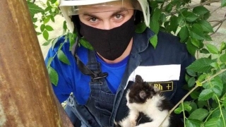 Саратовские спасатели вытащили упавшего в трубу котенка